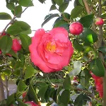 לינה וארוחת בוקר Arti Flegree